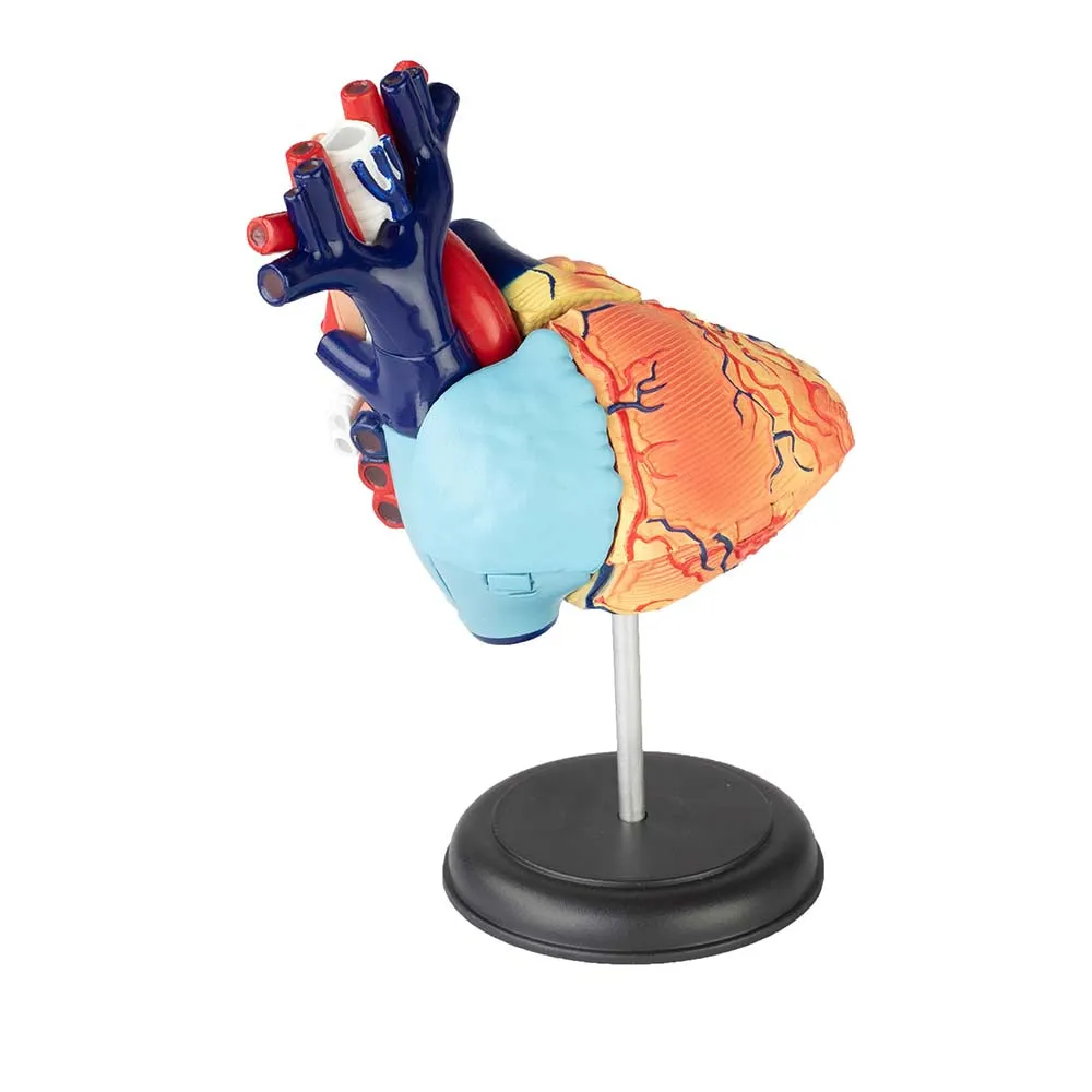 4D Vision Human Heart Anatomy Model