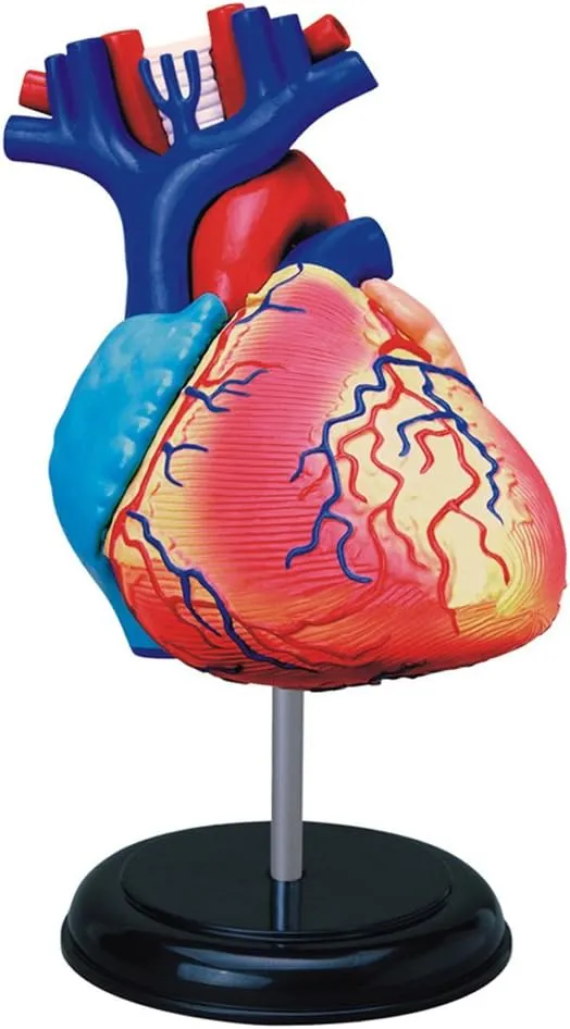 4D Vision Human Heart Anatomy Model