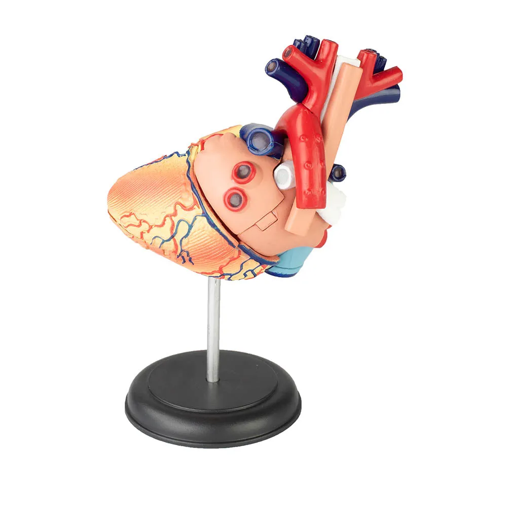 4D Vision Human Heart Anatomy Model