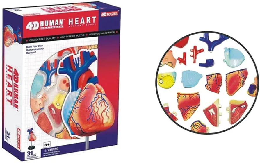 4D Vision Human Heart Anatomy Model